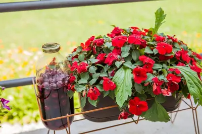 a flower pot with red flowers and a glass bottle at Apartments Heaven in Cetinje