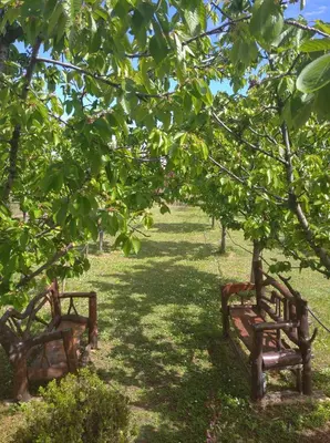 two benches sitting under trees in a field at Airport home Radinovic in Podgorica