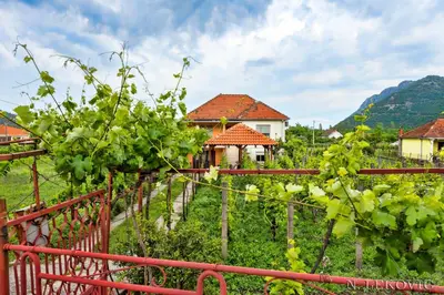 a bunch of grapes in a vineyard with houses at Guesthouse Bato in Virpazar