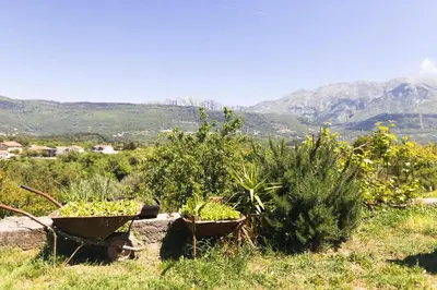 a garden with plants in wheelbarrows in a field at Green Harmony in Tivat
