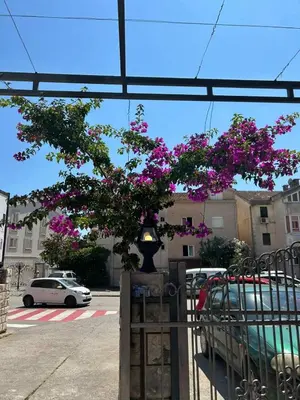 a tree with purple flowers in front of a fence at Apartmani Alexandra in Budva
