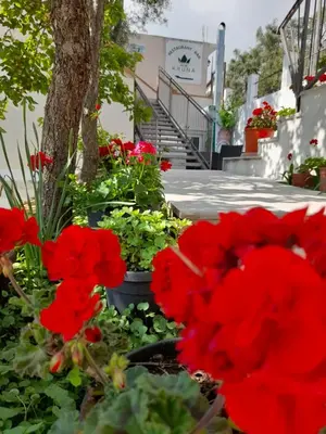 a bunch of red flowers in a garden at 