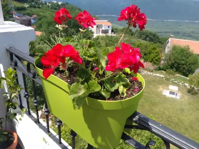 a green planter with red flowers on a balcony at Apartments Villa Andjela in Budva