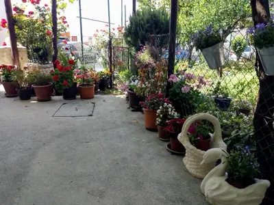 a garden center with flowers and plants in pots at Apartman Lora in Budva