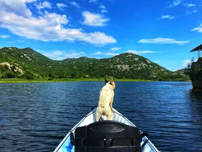 a dog sitting on the back of a boat on a lake at Studio Apartment Cudo Nevidjeno in Karuč