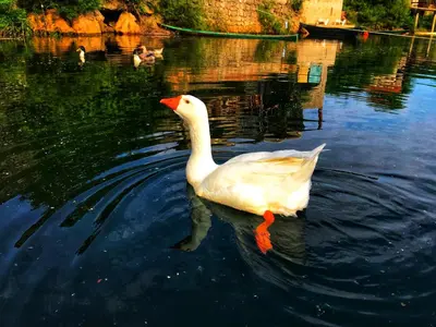 a white duck swimming in the water at Studio Apartment Cudo Nevidjeno in Karuč