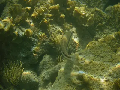 a fish swimming in the water near some coral at Holiday House Kruce in Ulcinj