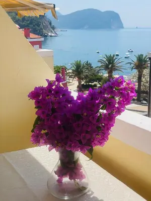 a vase filled with purple flowers sitting on a ledge at Miomir Perazic Apartments in Petrovac na Moru
