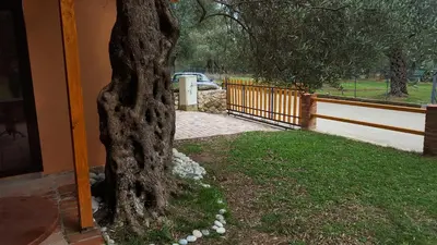 a tree in front of a house with a fence at Olive Paradise in Ulcinj