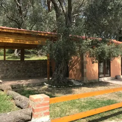 Olive Paradise