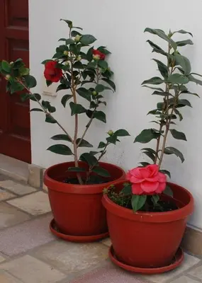 two plants in pots sitting next to a wall at Apartments Svorcan in Budva