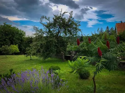 a garden with red flowers and purple plants at Markov konak in Cetinje