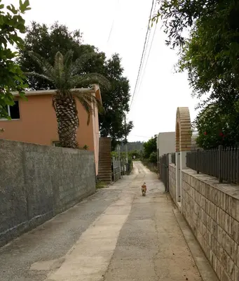 a dog walking down a dirt road next to a house at Apartmani Scepanovic in Sutomore
