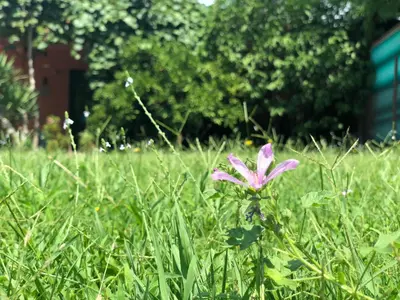 a pink flower in the grass in a field at Apartmani Pavicevic in Podgorica