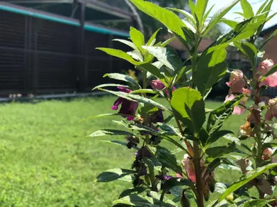 a bush with pink flowers in a yard at Apartmani Pavicevic in Podgorica