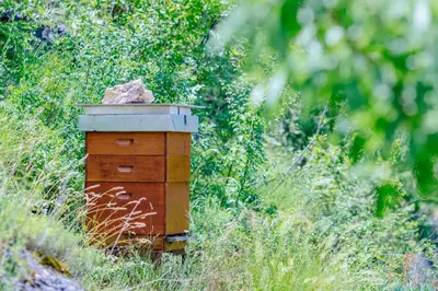 a wooden box in a field of tall grass at RUSTIC HOUSE LEKOVIĆ in Virpazar