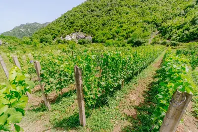 a row of vineyards on a hill with a fence at RUSTIC HOUSE LEKOVIĆ in Virpazar