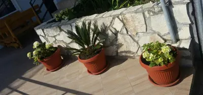 a group of four plants in pots on a patio at Apartments Popovic in Ulcinj