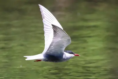 a bird flying in the air with its wings out at Lotus House Dodoši in Dodoši