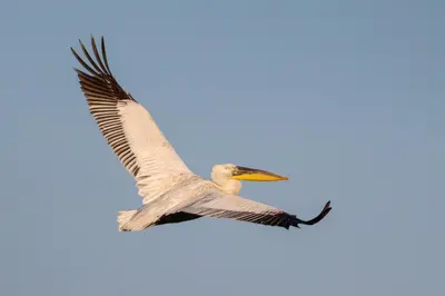 a bird flying in the sky at Lotus House Dodoši in Dodoši