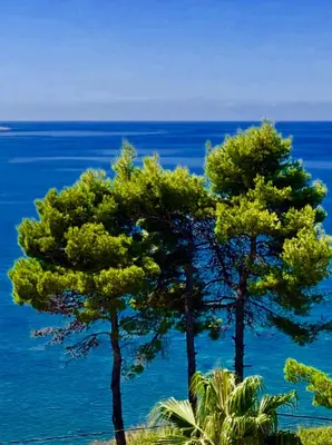 two trees with the ocean in the background at Apartmani Maja in Bar
