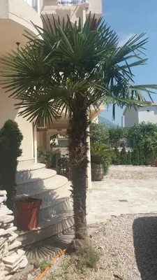 a palm tree in front of a house at Apartments Grabovica in Bar