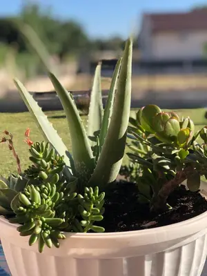 a potted succulent plant in a white pot at S T A Apartmani in Ulcinj