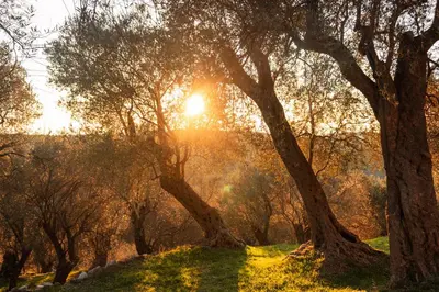 a group of trees with the sun shining through them at Rooms Molabeciri in Ulcinj