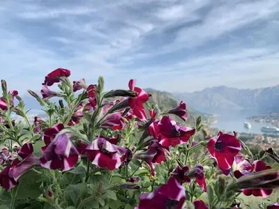 a group of purple flowers with a view of a city at Big Hill Apartment in Kotor