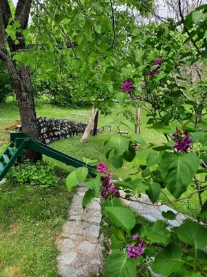 a garden with purple flowers and a fence at LOVCEN4ME in Cetinje