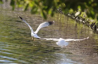 a white bird flying over a body of water at Apartments Kotor Old Town in Kotor