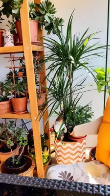 a bunch of potted plants on a shelf at Apartments Maljevic Maca in Bar