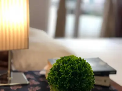 a green plant sitting on a table next to a lamp at Villa Merci Budva in Budva