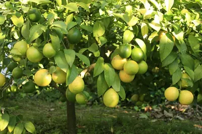 a bunch of green apples growing on a tree at Apartments Budva Center in Budva