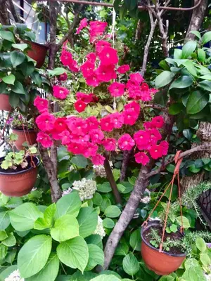 a bunch of pink flowers in potted plants at Apartments Marković in Budva