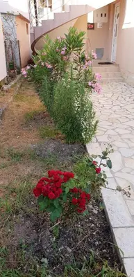 a row of red flowers next to a building at Apartments Cindrak in Bar