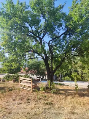 a tree and a wooden bench under a tree at Stone Villa UK - Dobra Voda in Bar