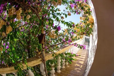 an arched walkway filled with flowers and plants at Guest House Lotos in Becici