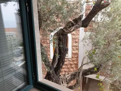a tree outside a window with a tree trunk at Zoro Apartments in Sveti Stefan