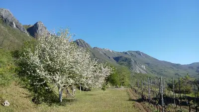 a row of trees in a field with mountains in the background at Vacation home in Virpazar