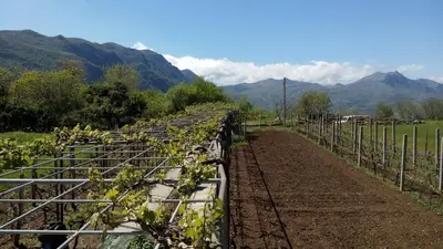 a row of vines in a field with mountains in the background at Vacation home in Virpazar