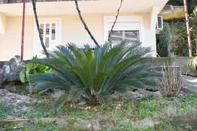 a palm plant in front of a house at OLD TOWN STUDIOS in Budva