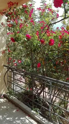 a bush of red roses in a metal basket at Bečići Sunset Apartments in Becici