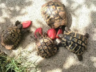 three turtles sitting on the ground with tomatoes at Apartments Mila Krimovica in Krimovice