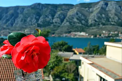 a red flower in a glass vase on a balcony at DC Apartment D in Kotor