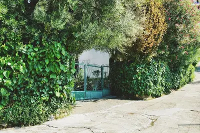 a hedge with a gate in the middle of a street at Apartments Nikčević in Budva