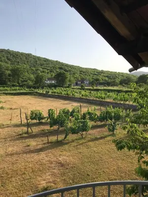 a view of a vineyard with trees in a field at Milovan in Cetinje