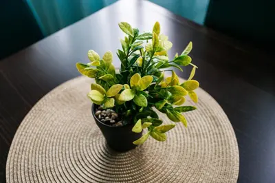 a potted plant sitting on top of a table at Apartments LORA 13.Jula, 15 in Budva