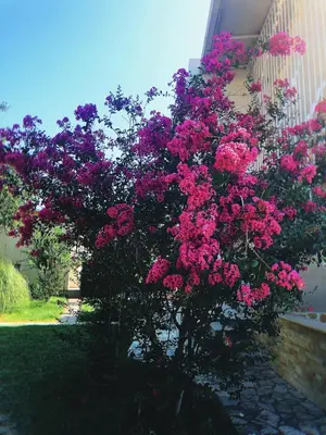 a tree filled with pink flowers next to a building at Vila Jovana in Sutomore