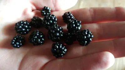 a person holding a cluster of blackberries at Rustic Stone House in Bar